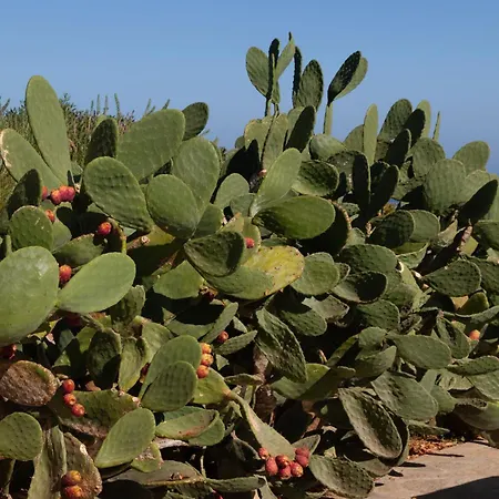 Astarte Luxury * Artemonas